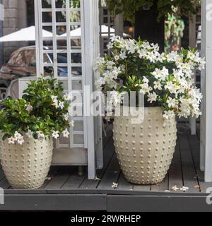 Mandevilla laxa in una pentola decora la veranda del ristorante Foto Stock