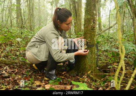 Una donna biologa che ambienta una trappola fotografica su un albero in una foresta Foto Stock