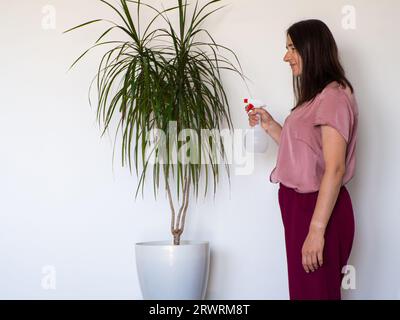 Mano donna che pulisce la polvere dalle foglie verdi di Dracaena marginata Foto Stock