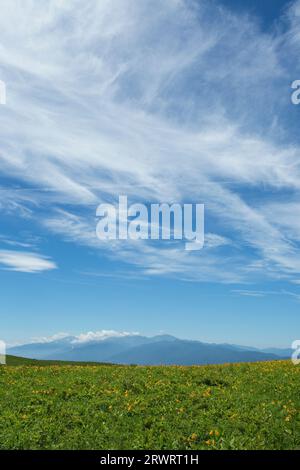 Vista delle Alpi meridionali dall'altopiano di Kirigamine, dove Nikkoukisuge è in fiore Foto Stock