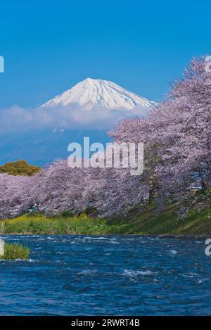 Fuji nel cielo blu e fiori di ciliegio a Ryuganbuchi sul fiume Juni Foto Stock