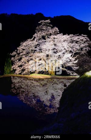 Fiori di ciliegio Komatsunagi, vista panoramica a 2018 luci Foto Stock