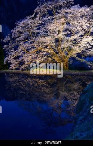 Komatsunagi ciliegi in fiore 2018 illuminati Foto Stock