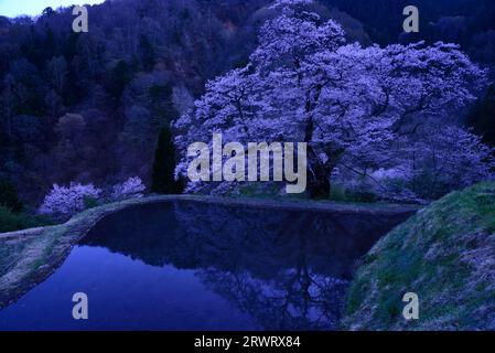 Fiori di ciliegio a Komatsunagi, 2018 Foto Stock