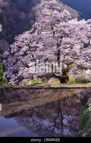 Fiori di ciliegio a Komatsunagi, 2018 Foto Stock