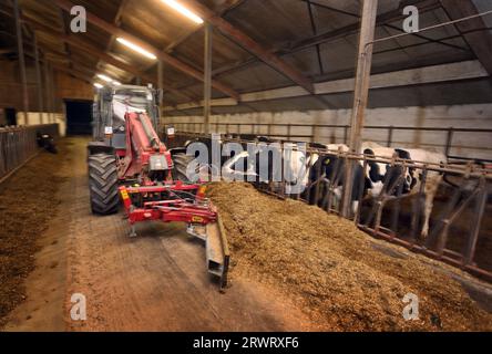 Jengen, Germania. 21 settembre 2023. Un contadino nutre le mucche nel suo capanno la mattina presto. Credito: Karl-Josef Hildenbrand/dpa/Alamy Live News Foto Stock