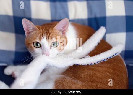 Gatto zenzero sdraiato sul letto a casa e giocando a un giocattolo Foto Stock
