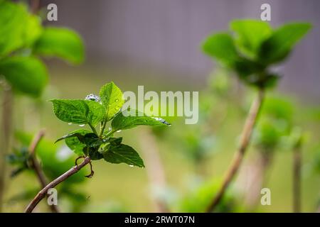 Primo piano di una pianta verde durante una pioggia con un piccolo ragno che crea una ragnatela Foto Stock