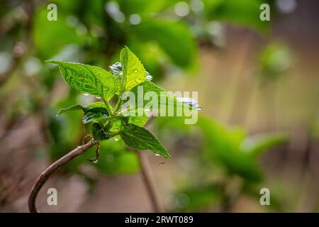 Primo piano di una pianta verde durante una pioggia con un piccolo ragno che crea una ragnatela Foto Stock