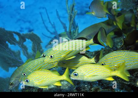 Grunt a strisce blu, Cayo largo Cuba Foto Stock