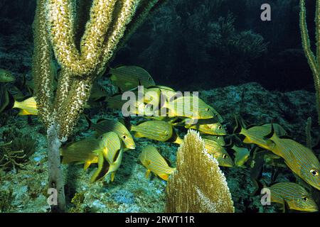 Grunt a strisce blu, Cayo largo Cuba Foto Stock