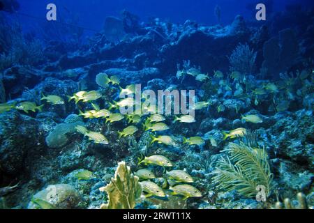 Grunt a strisce blu, Cayo largo Cuba Foto Stock