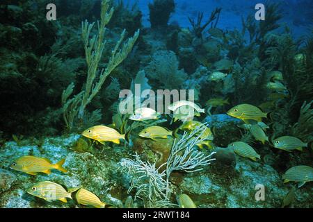 Grunt a strisce blu, Cayo largo Cuba Foto Stock