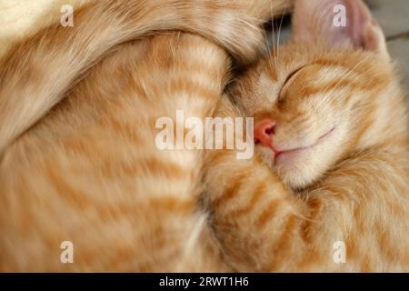 Giovane gatto maschio che dorme, European Shorthair Foto Stock