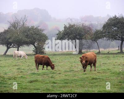 Tre mucche, due marroni, una marrone chiaro, nel pascolo, la mattina presto nella nebbia Foto Stock