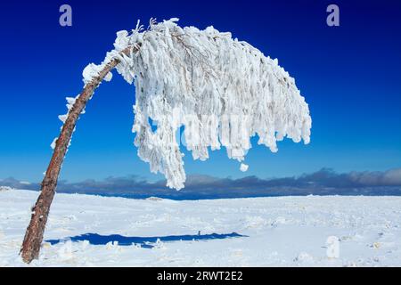 Alberi piegati dal peso del ghiaccio Foto Stock