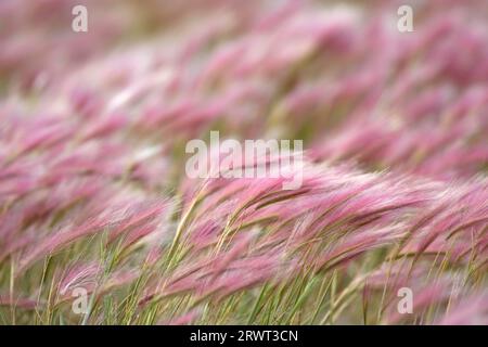 Orzo Foxtail (Hordeum jubatum) il tempo di fioritura è di metà estate (Maehnengerste), l’orzo Foxtail è un prolifico produttore di sementi (Squirreltail Barley) Foto Stock