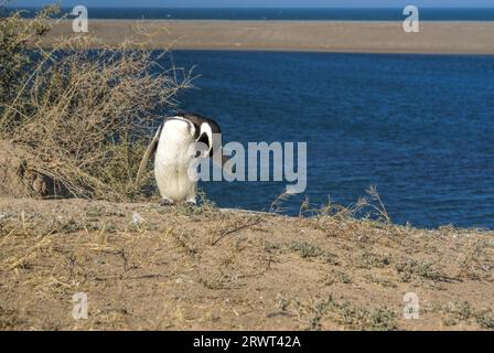 Femmina Magellanic penguin sulla spiaggia in Sud America Foto Stock