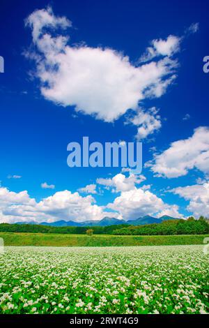 Campo fiorito di grano saraceno vicino all'incrocio di Fukayama sulla linea dello zoom e la catena montuosa di Yatsugatake Foto Stock