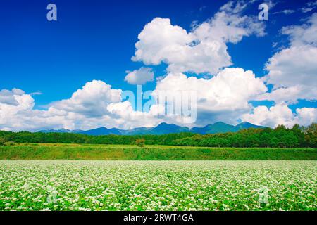 Campo fiorito di grano saraceno vicino all'incrocio di Fukayama sulla linea dello zoom e la catena montuosa di Yatsugatake Foto Stock