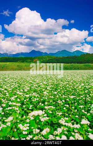 Campo fiorito di grano saraceno vicino all'incrocio di Fukayama sulla linea dello zoom e la catena montuosa di Yatsugatake Foto Stock