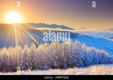 Catena montuosa di Yatsugatake, Mt. Fuji, foresta di larici con nebbia e ghiaccio, mare di nuvole e sole nascente Foto Stock