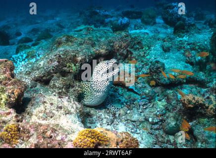 Grande Moray reticolato Foto Stock