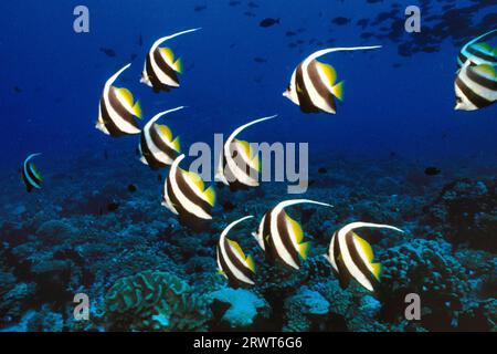 Pesce striscione (Heniochus acuminatus), atollo di Rangiroa, Isole Tuamotu, Polinesia francese, S, Pacifico Foto Stock