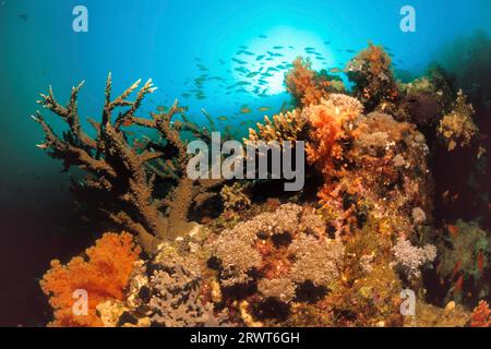 Giardino di coralli con diversi tipi di corallo duro (Acropora) e coralli morbidi, Dendronephthya sp., Atollo di Ari, Maldive, Oceano indiano Foto Stock