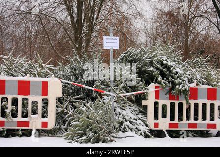 Punto di raccolta dell'albero di Natale innevato e cordonato, sfondo forestale, dettaglio Foto Stock