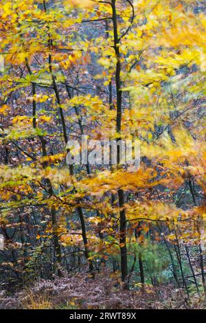 Faggio rosso in un giorno tempestoso in autunno, faggi europei in un giorno tempestoso in autunno, foresta di Holstein, distretto di Steinburg Foto Stock