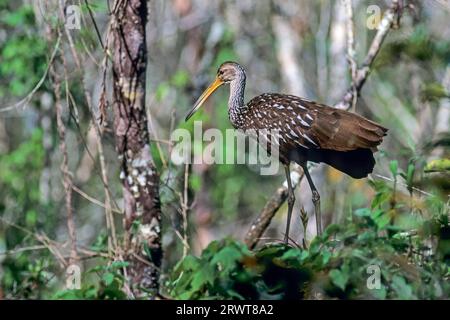 Limpkin (Aramus guarauna), le sue prede preferite sono le lumache di mela (foto Limpkin nella giungla), Limpkin nutre principalmente lumache di mele (piangere uccello) (foto Foto Stock