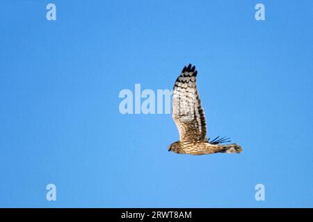 I cacciatori di galline raggiungono un'apertura alare da 97 a 122 cm (foto femmina Harrier settentrionale (Circus cyaneus)), Hen Harrier ha un'apertura alare da 97 a 122 cm (Marsh Foto Stock