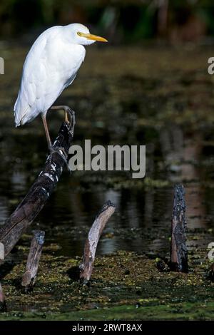 L'egretto di bestiame (Bubulcus ibis) è costituito da allevatori di colonie (Photo Cattle Egret in Resting plumage), nidi di eruzione di bestiame in colonie (Photo Cattle Egret in Basic) Foto Stock