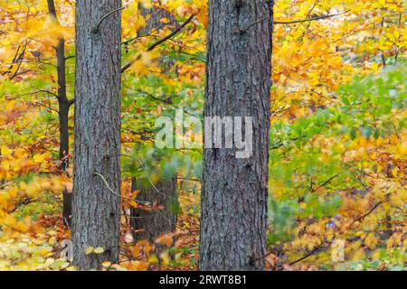 Foglie di faggio rosso e tronchi di larice in un giorno tempestoso in autunno, faggi europei e tronchi di larice in un giorno tempestoso in autunno, Lohfiert, Kreis Steinburg Foto Stock