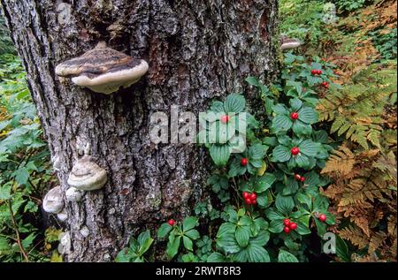 Canadian Dogwood (Cornus) le bacche maturano a settembre, Canadian Dwarf Cornel le drupes sono di colore rosso brillante a maturazione a settembre canadensis Foto Stock