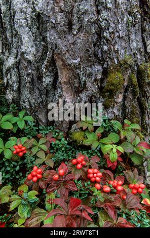 Canadian Dogwood (Cornus) le bacche non sono velenose ma non hanno un buon gusto, Canadian Dwarf Cornel i frutti sono canadensis commestibili Foto Stock