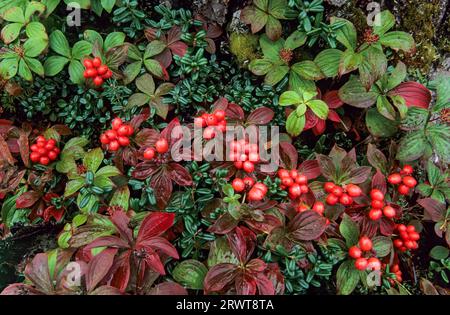 Canadian Dogwood (Cornus) le bacche non sono velenose ma non hanno un buon gusto, Canadian Dwarf Cornel i frutti sono canadensis commestibili Foto Stock