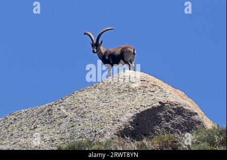 Stambecco spagnolo in piedi su un rifugio roccioso (stambecco spagnolo) (Gredos Ibex), capra selvatica iberica (Capra pyrenaica) (Gredos Ibex), Capra pyrenaica (victoriae) Foto Stock