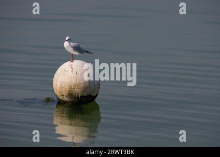 Gabbiano in piedi su una boa rotonda bianca con spazio per le copie Foto Stock