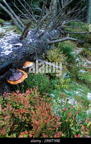 Il poliporo a fascia rossa (poliporo a fascia rossa) cresce su conifere e alberi di legno duro (staffa con cintura rossa) (Fomes marginatus) Foto Stock