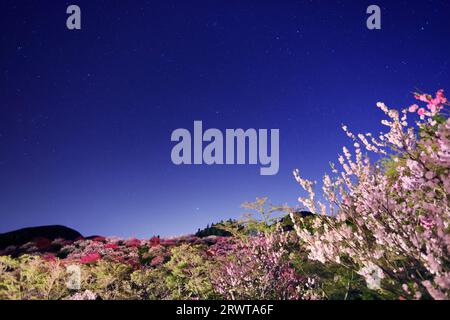 Si accende ad Hanamomo no Sato Foto Stock