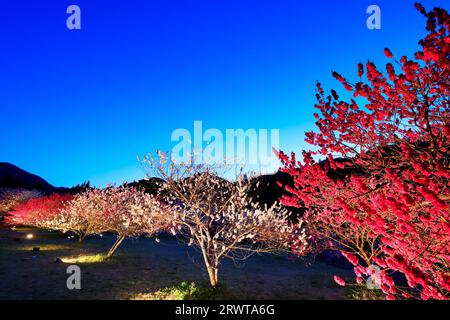 Si illumina ad Hanamomo no Sato, vista serale Foto Stock