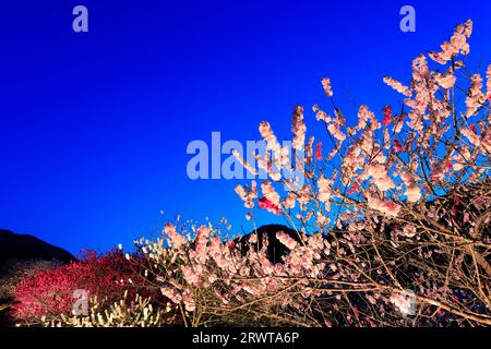 Si illumina ad Hanamomo no Sato, vista serale Foto Stock