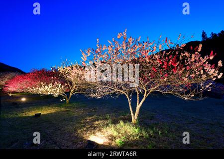 Si illumina ad Hanamomo no Sato, vista serale Foto Stock