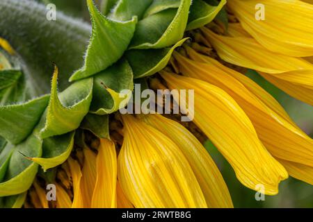 Un primo piano di una parte di un girasole, con una messa a fuoco selettiva Foto Stock