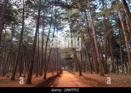 Un gruppo di escursionisti su un sentiero sterrato nella foresta di pini nella foresta di Mbooni, nella contea di Makueni, Kenya Foto Stock