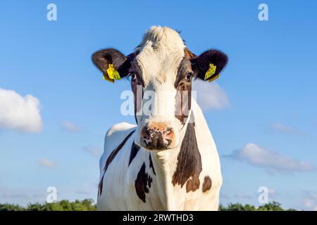 Ritratto mucca, in bianco e nero con naso rosa e fiammeggiante ed espressione amichevole, davanti a un cielo blu Foto Stock