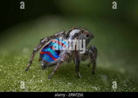Un Maratus speciosus maschio; il ragno Coastal Peacock nel suo piumaggio riproduttivo Foto Stock