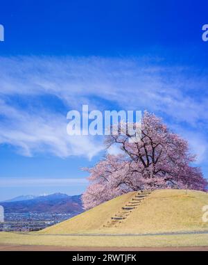 Yamanashi paesaggi fiori di ciliegio al Koshu Kogage Yatsushiro Furusato Park Foto Stock